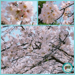 Le printemps et les beaux jours arrivent ! 🌸☀️